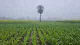 rabi season Measures to protect crops from cold wave and frost govt issues advisory to farmers