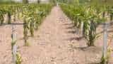 success story farmer start this fruit farming on his foreigner brother advice now earns more profit than paddy-wheat crop