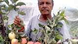 Padma Shri Award 2025 seb samrat hariman sharma developes hrmn-99 apple variety