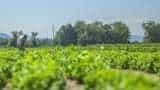 sabji vikas yojana bihar govt giving 75 percent subsidy on vegetable farming know all details