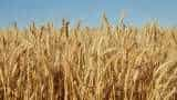 agri department issues advisory to farmer for weed management in wheat crop know all details