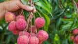 litchi farming tips save it from insects know details