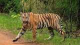 mp-tourism-new-boost-ninth-tiger-reserve-inauguration-by-cm