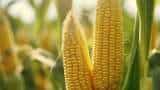 ethanol prodcution rise maize value farmers to follow on these steps for bumper production