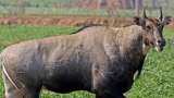 mp government to shift nilgai and black buck through helicopter from farm land farmers to save crops