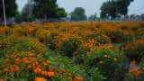 Success story farmer become lakpati by marigold farming geda phool ki khei earns rs 5 lakh annually