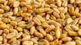 wheat procurement uttar pradesh farmers to sell up to 100 quintals of wheat without verification check details