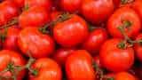 MP Farmers Hit Hard by Drop in Tomato Price at Wholesale Markets