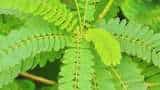 Dhaincha Green Manure is benefical for farming sow seeds after rabi season check details