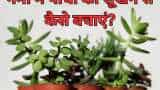 How to protect plants from heat tricks to save dying plants in summer india tips