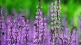 Natural Insecticides हैं ये पौधे, मच्छर-मक्खियों और कीट को घर के आसपास भी नहीं मंडराने देते how to keep the house insect free Natural insecticide plants to repel mosquitoes flies and pests