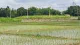 Kharif Sowing Paddy and Cotton Lead the Surge acreage of oilseeds down