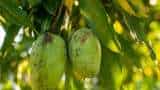 mango Centre to procure 2-5 lakh tonnes of mango from Karnataka at Rs 1616 per quintal mango farmers