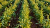 which is most profitable trending farming long term income india government can support