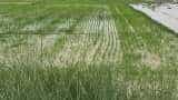 Kharif Crops Sowing: बेहतर मानसून से खरीफ की बुवाई तेज, ग्रामीण मांग में सुधान की उम्मीद- ICRA Kharif crops sowing this season may exceed last year level ICRA paddy maize
