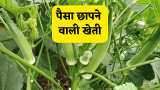 which most profitable farming for long term highest income india
