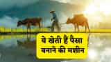 Cash crop farming tips,Profitable agriculture in India,Best crops for high income
