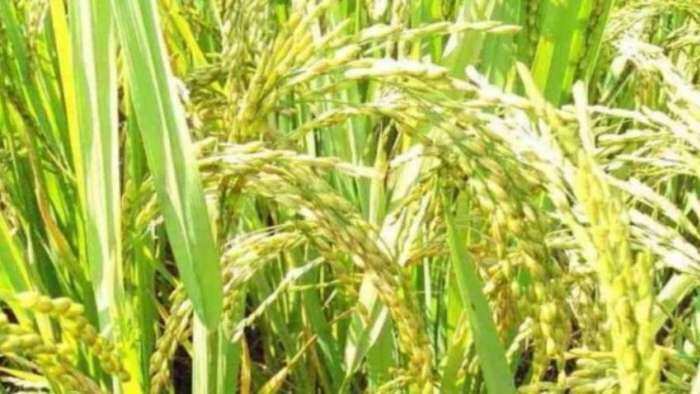 Chinnor Rice GI Tag: Chinnaur rice of Balaghat in Madhya Pradesh got Geographical indication tag