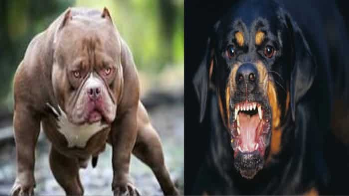 Dog Ban in Ghaziabad municipal corporation pitbull and rottweiler dog city rules set for others too check detail