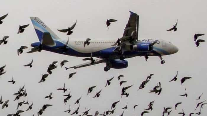 Why bird hit is so dangerous for on board flight know What happens if a bird hits a plane