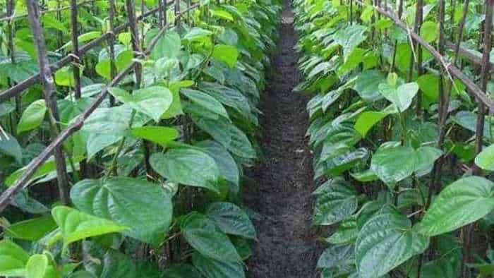 bihar government giving 50 percent subsidy rs 32500 for Betel Vine farming Magahi paan ki kheti