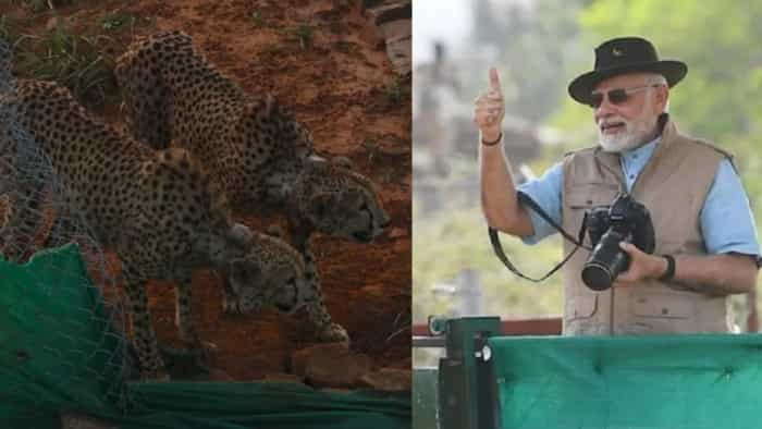 Cheetah in Kuno Palpur Park 2 male leopards in big enclose know what PM Modi said