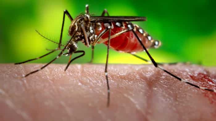 Why do mosquitoes bite some people more frequently than others ?