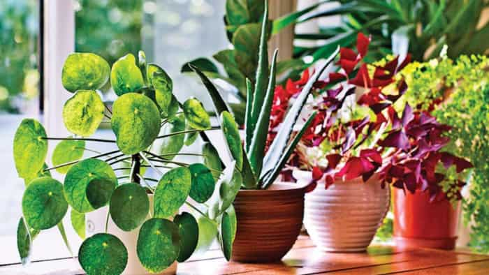 Air Pollution in Delhi ncr four outdoor indoor pollution absorbing plants easy way to reduce pollution and cleaning air 