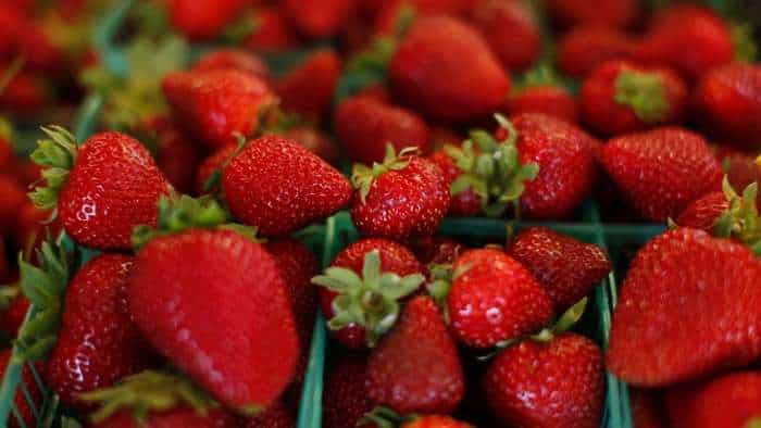 Strawberry farming makes you millionaire soon Bihar farmer earns over rs 7 lakh strawberry ki kheti