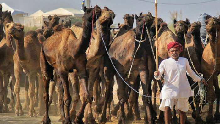 camel protection law