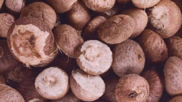 betel nut attacked by insects 