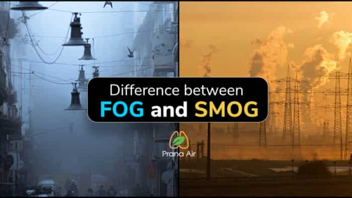 Know how can you differentiate between fog and smog