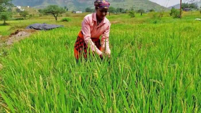 Government paddy procurement up 9 percent at 306 lakh tonnes so far this year