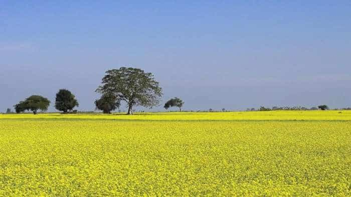 agriculture farmers to protect mustard crop from disease follow these step