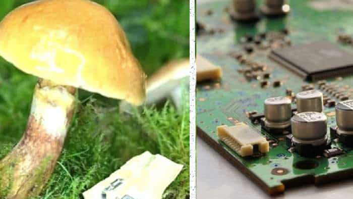 msuhroom skin to be used in place of chips in electronic device 