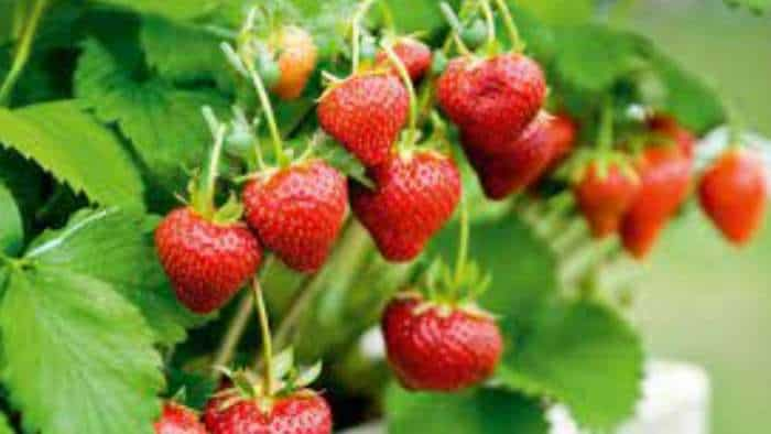 strawberry farming