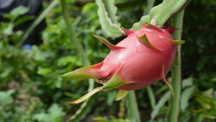 dragon fruit farming profital business idea haryana govt provide subsidy for cultivation