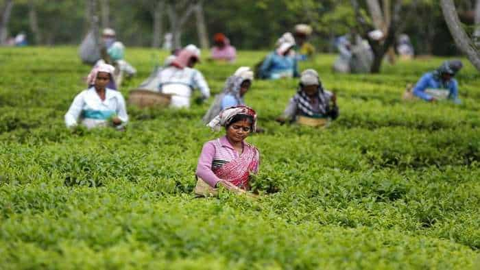 Commerce ministry may rework draft Bills on tea and coffee with NITI Aayog