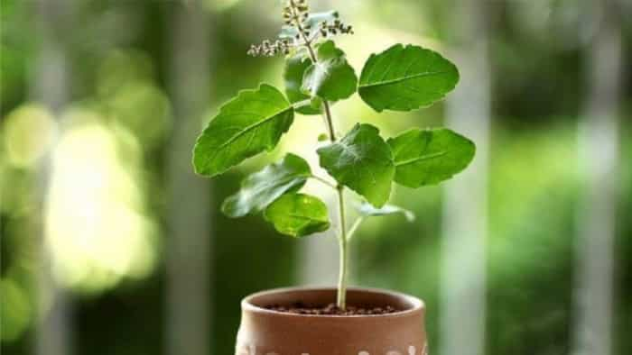 how to prevent dried tulsi plant from winter fungal infection neem seed powder