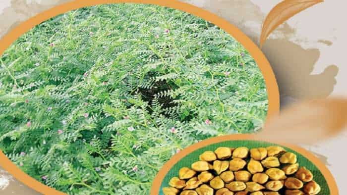 agriculture ICAR-IARI develops Climate Smart Drought Hardy Chickpea variety Pusa JG 16