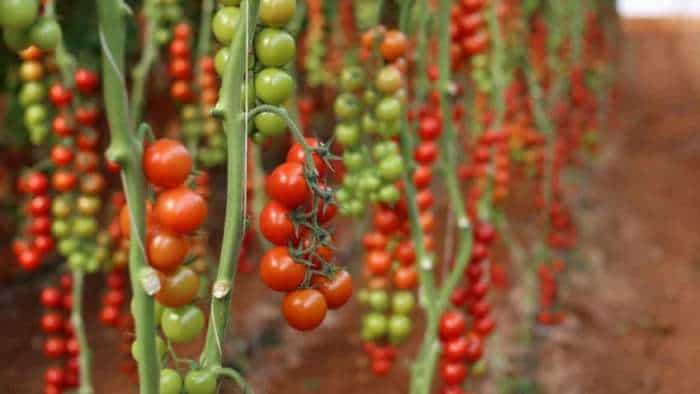 tomato farming