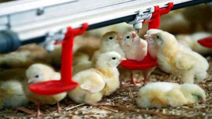 poultry industry news: Department of Animal Husbandry and Dairying released new guidelines for broiler production, check company and farmer's roles and other