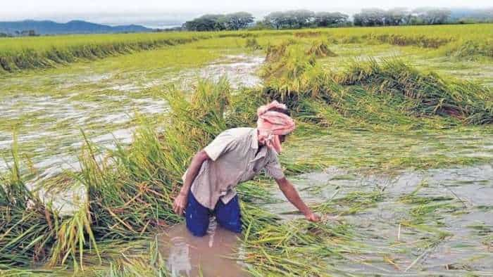 Pradhanmatri Fasal Bima Yojana Pmfby apply for rabi crops insurance till 31 december 2022 check details