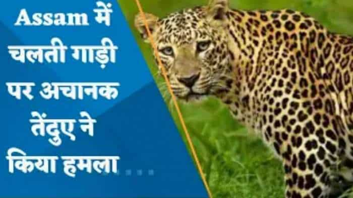 Leopard Attack In Assam: असम के जोरहाट में खूंखार 'तेंदुए' ने किया चलती गाड़ी पर हमला, कई लोग घायल