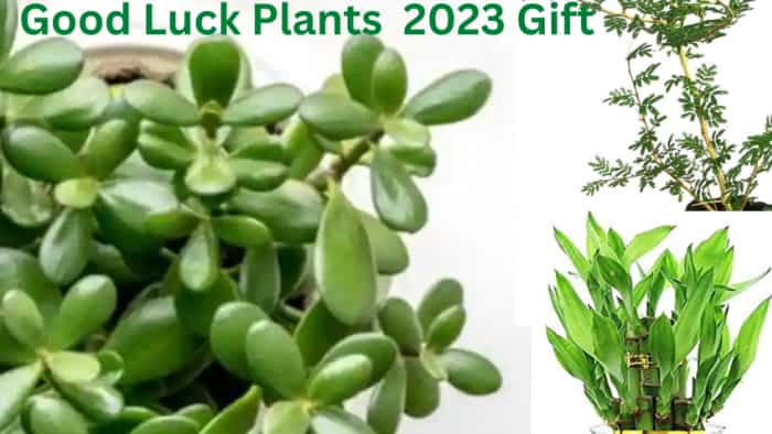 Good Luck Plants if you get these plants as a gift means you can become crorepati in new year 2023 or very soon