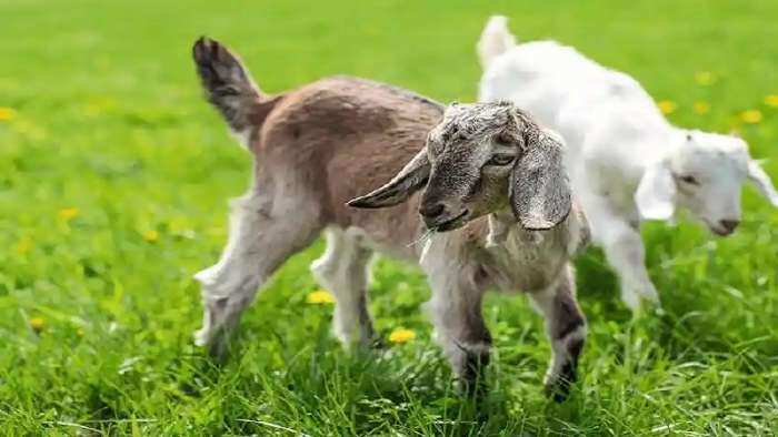 goat farm yojana start Bakri palan business bihar government provides subsidy check details