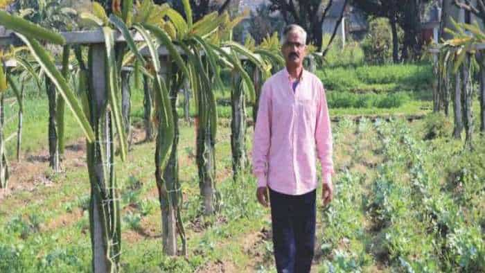 Dragon fruit farming changed life of this farmer earns more with natural farming of dragon fruit