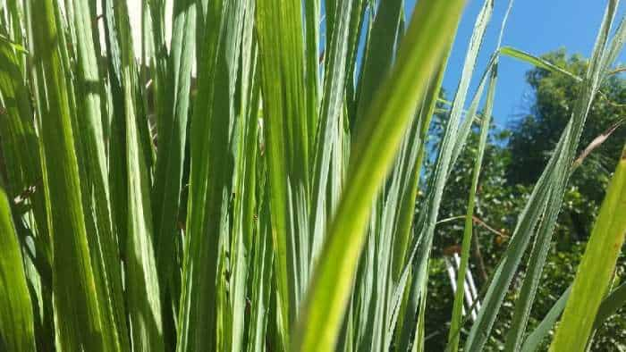 Lemon Grass Farming is profitable for farmer as it grows in barren land and earn in lakhs