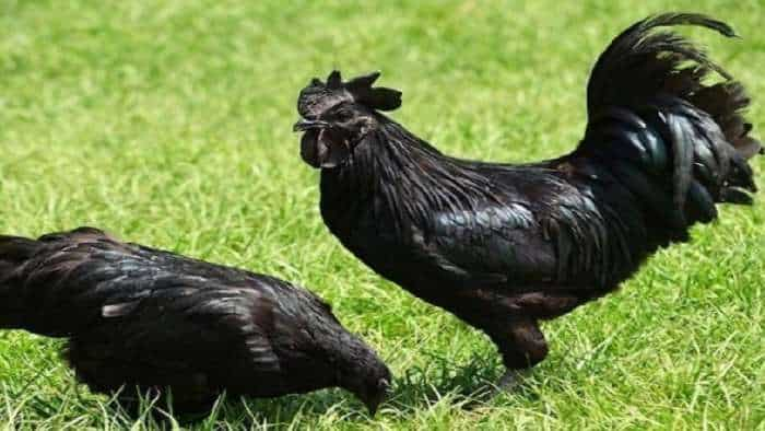 Business Idea farmer start poultry farming with Kadaknath murga and earn rs 25 lakh anually