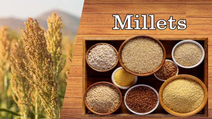 what is Shree Anna know ragi bajara ramdana kangani jwar kuttu kutaki kodo sama and other millets Benefits 